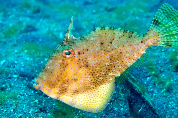 Filefsh Fan Belly Leatherjacket Monacanthus Chinensis Lembeh North Sulawesi Indonesia — 스톡 사진