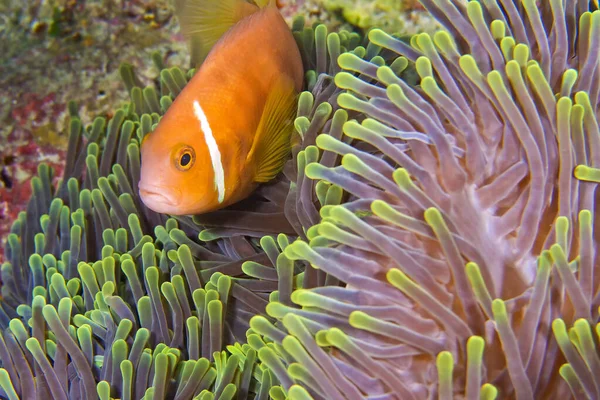 Blackfinned Anemonefish, Amphiprion nigripes, Magnificent Sea Anemone, Heteractis magnifica, Coral Reef, South Ari Atoll, Maldives, Indian Ocean, Asia