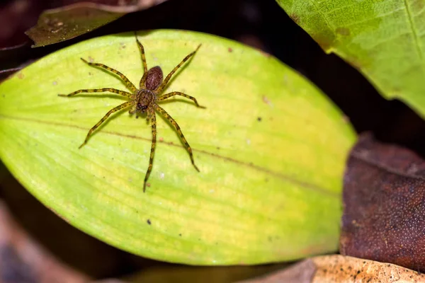 Tropical Spider Tropical Rainforest Corcovado National Park Osa Conservation Area — Φωτογραφία Αρχείου