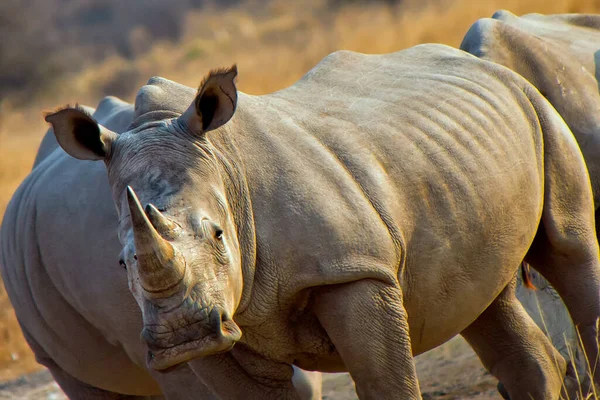 Белый Носорог Ceratotherium Simum Носорог Квадратными Губами Святилище Кхама Носорог — стоковое фото
