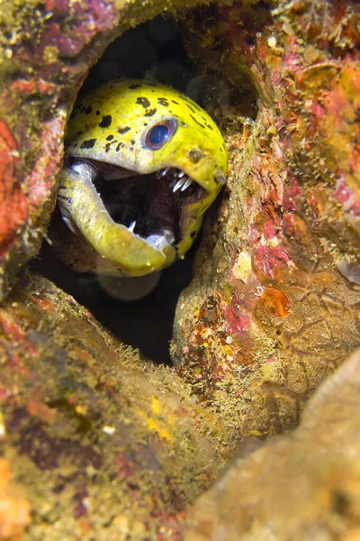 Spot-face Moray, Gymnothorax fimbriatus, Lembeh, North Sulawesi, Indonesia, Asia