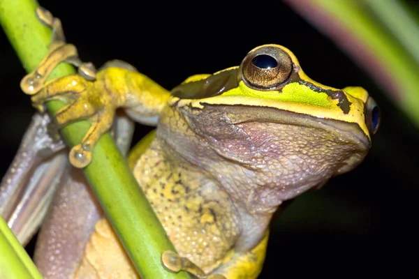 Uusi Granada Cross Banded Tree Frog Smilisca Phaeota Trooppinen Sademetsä — kuvapankkivalokuva