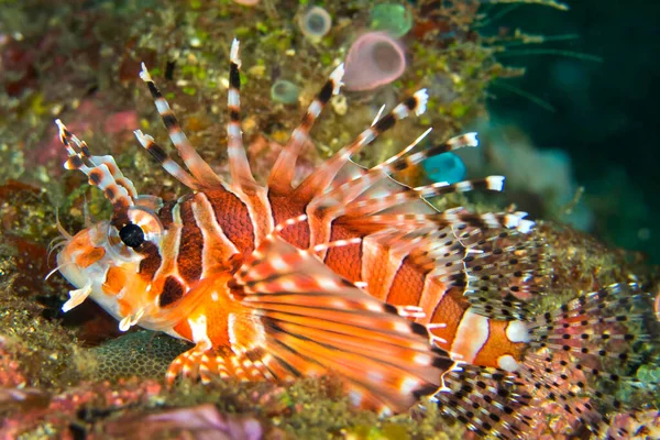 Spotfin Lionfish Pterois Antenata Lembeh North Sulawase Indonesia Asia — ストック写真