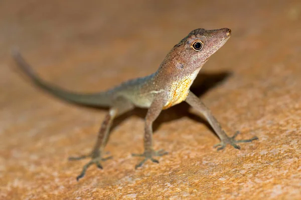 Anole Jaszczurka Anolis Tropical Rainforest Corcovado National Park Osa Conservation — Zdjęcie stockowe