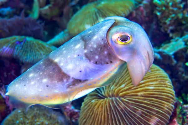 Mürekkep Balığı Sepia Mercan Resifi Lembeh Kuzey Sulawesi Endonezya Asya — Stok fotoğraf