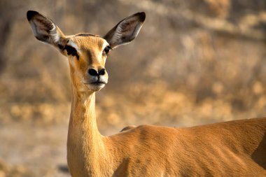 Impala, Aepyceros melampus, Chobe Ulusal Parkı, Botswana, Afrika