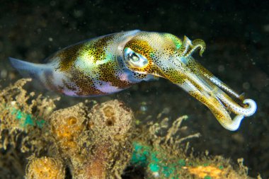 Resif mürekkep balığı, Lembeh, Kuzey Sulawesi, Endonezya, Asya