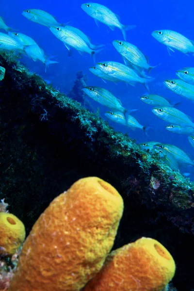 Esponja Tubo Amarillo Arrecife Coral Mar Caribe Playa Girón Cuba — Foto de Stock
