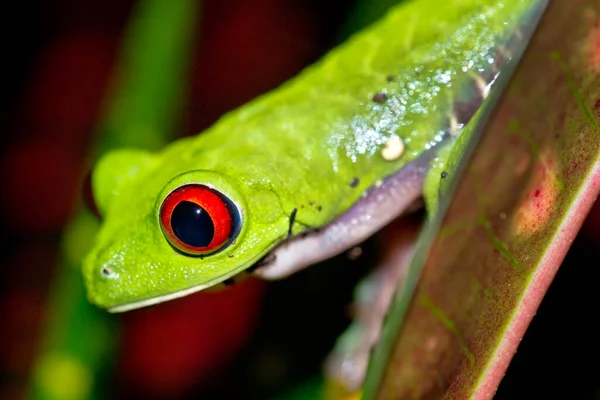 Red-eyed Tree Frog, Agalychnis callidryas, Tropical Rainforest, Corcovado National Park, Osa Conservation Area, Osa Peninsula, Costa Rica, Central America, America