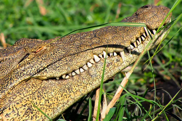 Nijlkrokodil Crocodylus Niloticus Chobe River Chobe National Park Botswana Afrika — Stockfoto