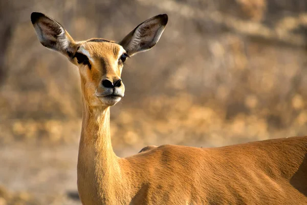 Impala Aepyceros Melampus Chobe National Park Botswana Africa — 스톡 사진