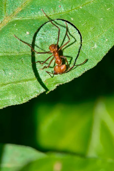 마리노 발레나 Uvita Osa Puntarenas Costa Rica Central America — 스톡 사진