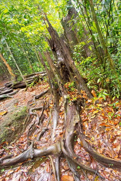 Árvores Raízes Antigas Parque Nacional Sinharaja Floresta Tropical Reserva Florestal — Fotografia de Stock