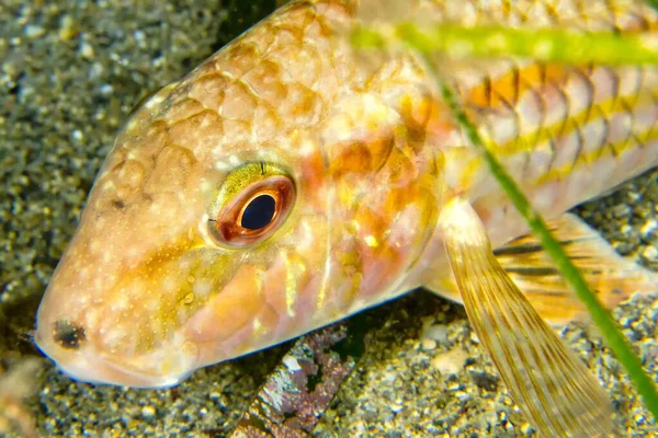 Striped Mullet Mullus Barbatus Cabo Cope Puntas Del Calnere Natural — стокове фото