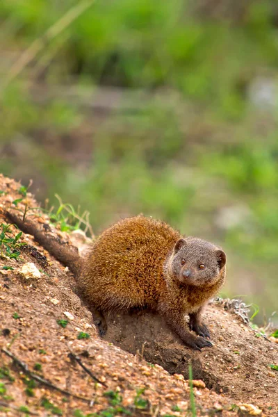 Dwarf Mongoose Helogale Parvula Kruger National Park South Africa Africa — Stock Photo, Image