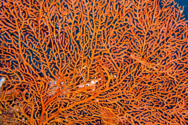 Ventilador Látigos Marinos Gorgoniano Arrecife Coral Lembeh Sulawesi Del Norte — Foto de Stock