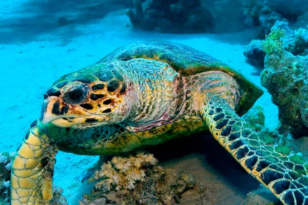 Green Turtle, Chelonia mydas, Coral Reef, Red Sea, Egypt, Africa