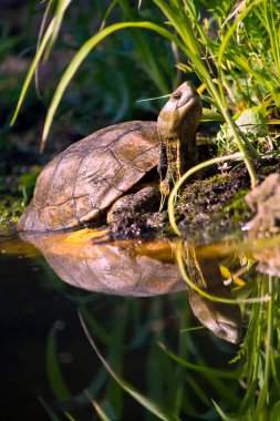 Akdeniz Gölet Kaplumbağası, Mauremy 's caspica leprosa, Mauremys leprosa, Monfrague Ulusal Parkı,