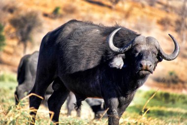 Buffalo, Syncerus caffer, Chobe River, Chobe Ulusal Parkı, Botswana, Afrika