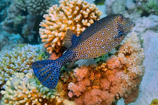 Putterfish Del Mar Rosso Pesce Palla Gigante Boxfish Barriera Corallina — Foto Stock