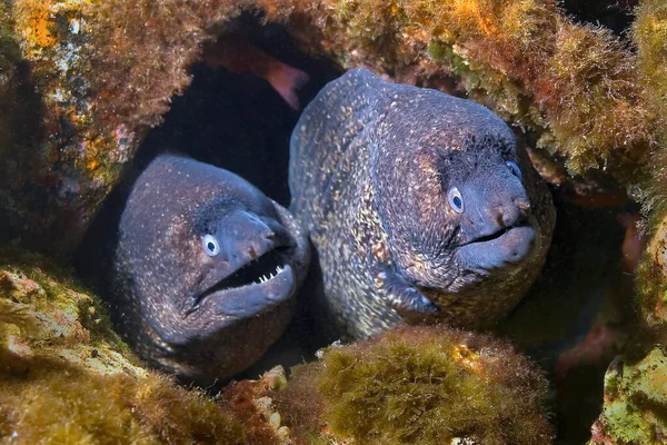 Moray Mediterráneo Muraena Helena Cabo Cope Puntas Del Calnegre Parque — Foto de Stock