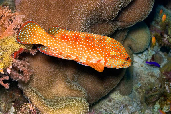 Coral Grouper Cephalopholis Miniata Coral Reef Red Sea Egypt Africa — 스톡 사진