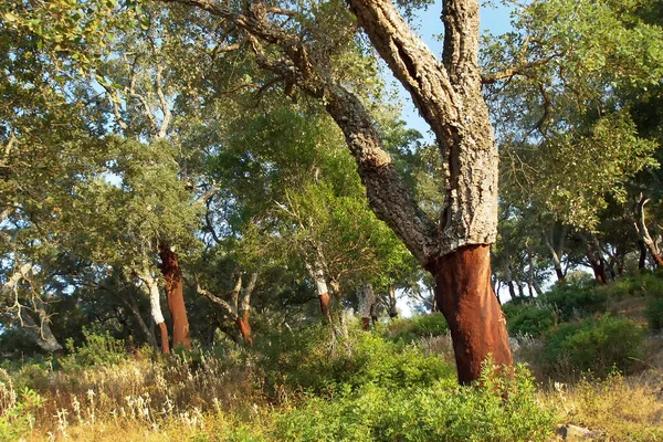 Cork Oak Ormanı, Quercus Suber, Los Alcornocales Doğal Parkı, Cadiz Eyaleti, Endülüs, İspanya, Avrupa