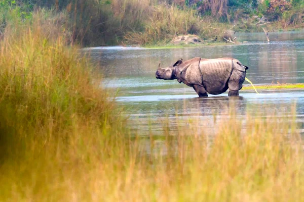 Великий Однорогий Rhinoceros Indian Rhinoceros Asian Rhino Rhinoceros Unicornis Wetlands — стокове фото