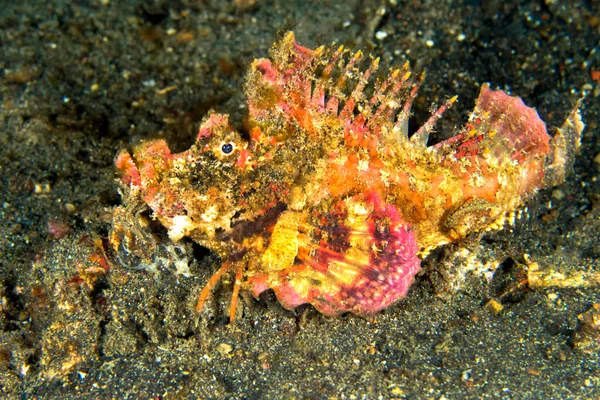 Stinger Diabolique Méduse Épineuse Inimicus Didactylus Lembeh Sulawesi Nord Indonésie — Photo