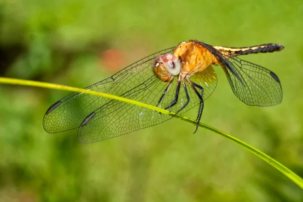 Dragonfly Τροπικό Τροπικό Δάσος Κόστα Ρίκα Κεντρική Αμερική Αμερική — Φωτογραφία Αρχείου