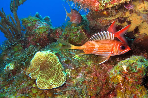 Ardilla Espinal Larga Holocentrus Rufus Arrecife Coral Mar Caribe Playa — Foto de Stock