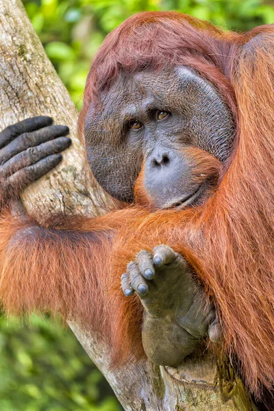 Orangutan Pongo Pygmaeus Park Narodowy Tanjung Puting Borneo Indonezja — Zdjęcie stockowe