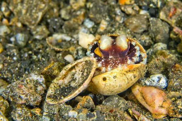 Kokosová Chobotnice Amphioctopus Marginatus Lembeh Severní Sulawesi Indonésie Asie — Stock fotografie