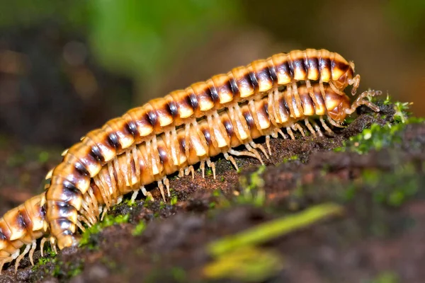 Millipede Diplopoda Tropical Rainforest Marino Ballena National Park Uvita Osa — Stock Photo, Image