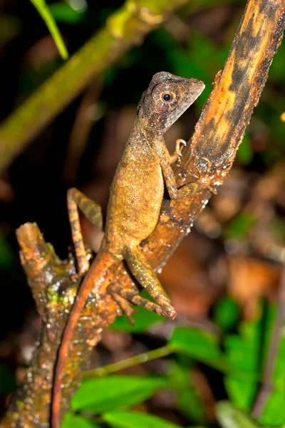 Brown Patched Kangaroo Lizard Wiegmanns Agama Srilankan Kangoo Lizard Otocryptis — 스톡 사진