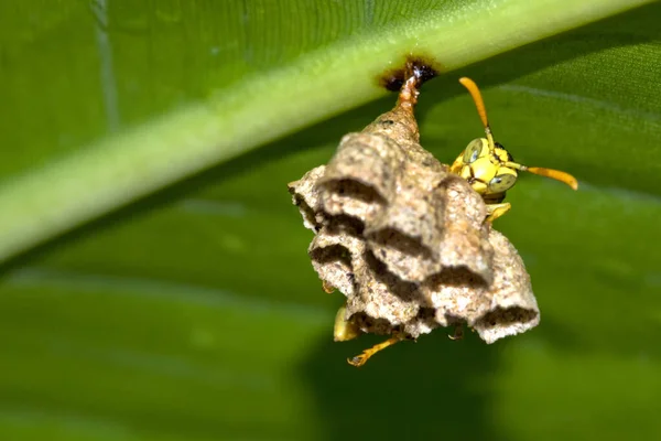 Wasp Wasp Nest Tropical Rainforest Marino Ballena National Park Uvita — 图库照片