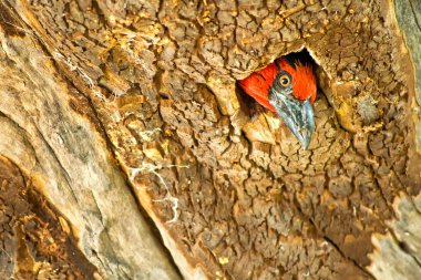 Blackcollared Barbet, Lybius torquatus, Okavango Delta, UNESCO World Heritage Site, Ramsar Wetland, Botswana, Africa