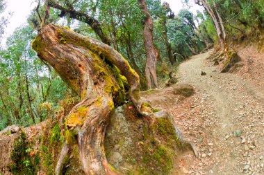 Dağ Ormanı Yolu, Annapurna Merkez Kampı, Annapurna Koruma Alanı, Himalaya, Nepal, Asya