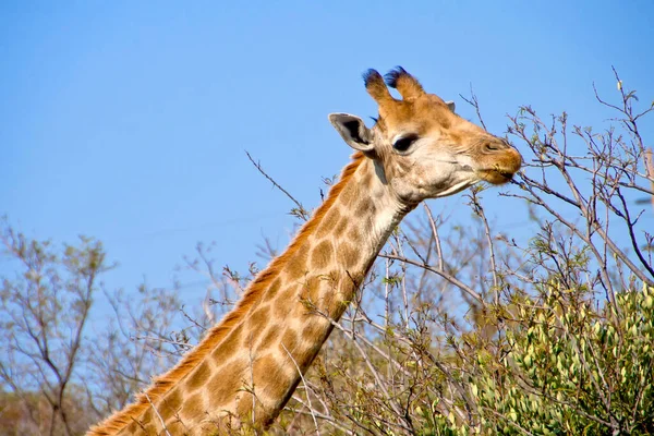 Giraffa Giraffa Camelopardis Riserva Naturale Sudafrica Africa — Foto Stock