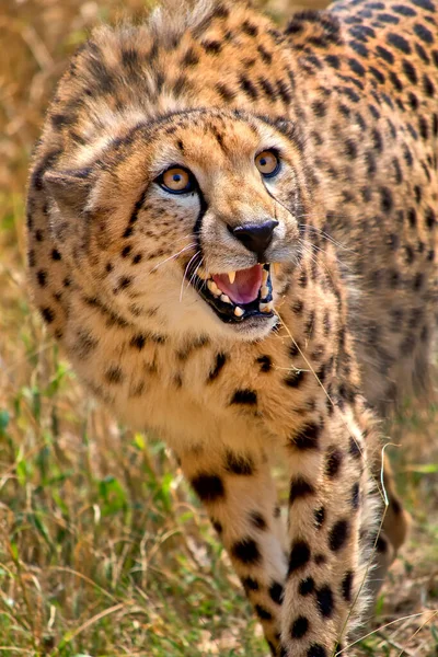 Cheetah Acinonyx Jubatus 野生動物保護区 南アフリカ アフリカ — ストック写真