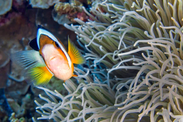 Clark Anemonefish Amphiprion Clarkii Clownfish Anemonefish Damselfish Coral Reef Bunaken — Foto de Stock