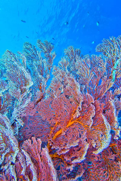 Ventilador Mar Látigos Marinos Gorgonian Coral Reef Bunaken National Marine —  Fotos de Stock