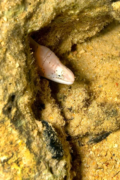 Lille Moray Moray Koralrev Røde Hav Egypten Afrika - Stock-foto