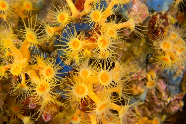 Yellow Inrusting Sea Anemone Parazoanthus Axinellae Cabo Cope Puntas Del — стокове фото