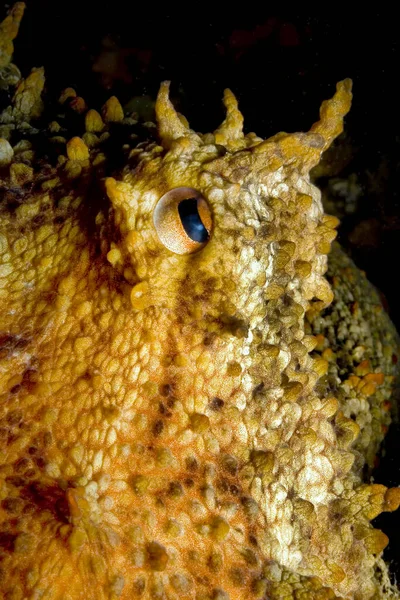 Polpo Comune Polpo Vulgaris Cabo Cope Puntas Del Calnegre Parco — Foto Stock