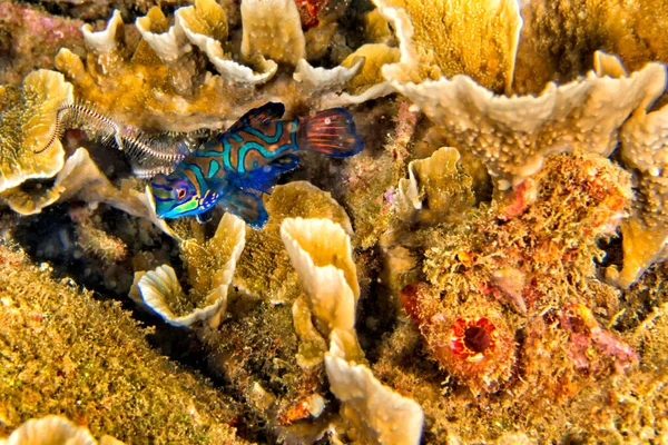 Mandarin Fish Pterosynchiropus Splendidus Dragonet Bunaken National Marine Park Bunaken — Foto de Stock