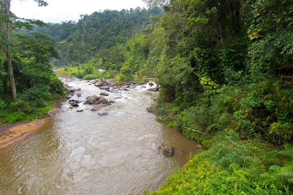 Rainforest River Sinharaja National Park Rain Forest Sinharaja Forest Reserve — 图库照片