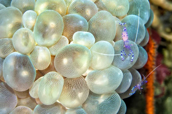 Sarasvati Anemone Shrimp Ancylomenes Sarasvati Periclimenes Sarasvati Bubble Coral Plerogyra — Stockfoto