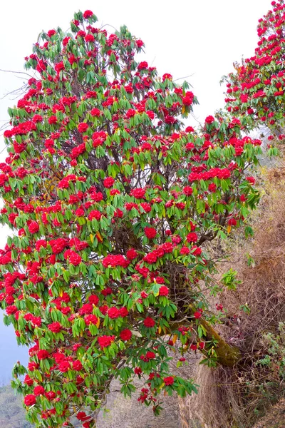 Flowering Rhododendron Mountain Footpath Trek Annapurna Base Camp Annapurna Conservation — Zdjęcie stockowe