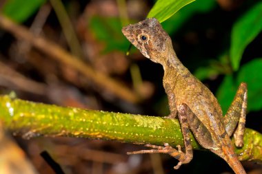Kahverengi yamalı Kanguru Kertenkelesi, Wiegmann 's Agama, SriLankan Kanguru Kertenkelesi, Otocryptis wiegmanni, Sinharaja Ulusal Parkı Yağmur Ormanı, Sinharaja Ormanı Rezervi, Dünya Mirası Alanı, UNESCO, Biyosfer Rezervi, Ulusal Vahşi Yaşam Alanı, Sri Lanka, Asya